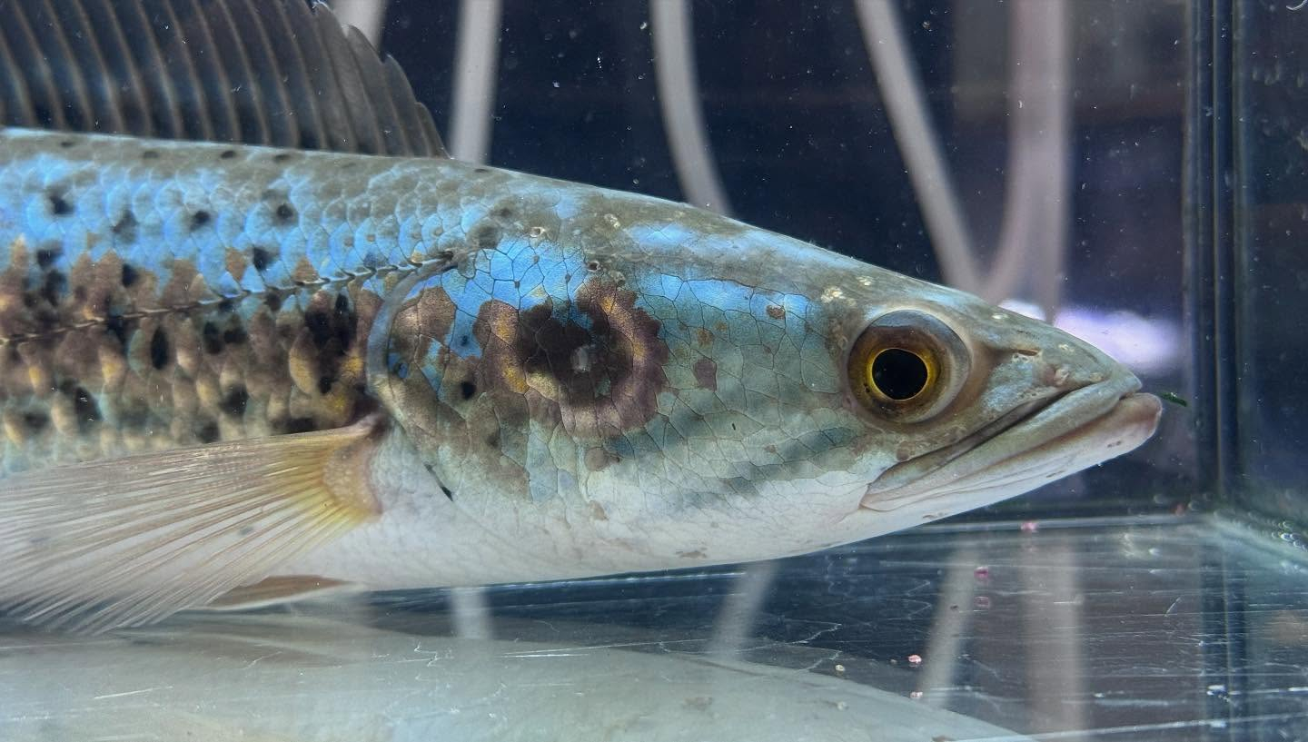 aquastyleg.base.shop/items/115...