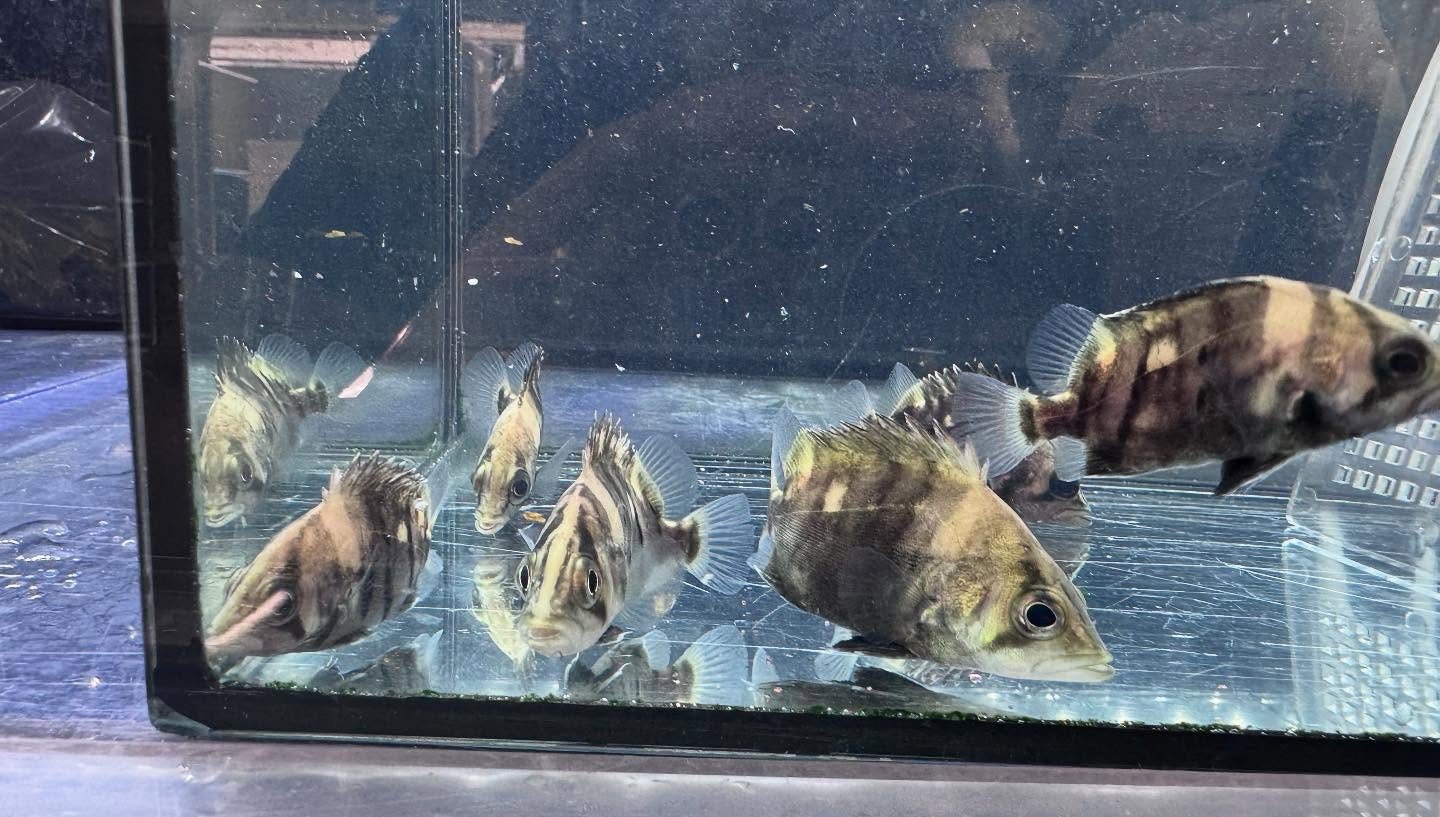 aquastyleg.base.shop/items/115...