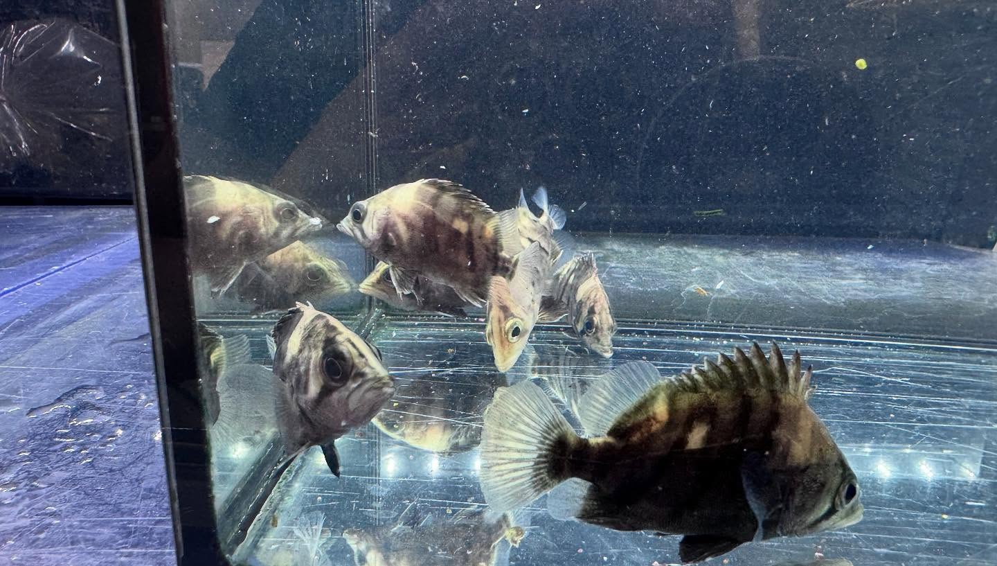 aquastyleg.base.shop/items/115...