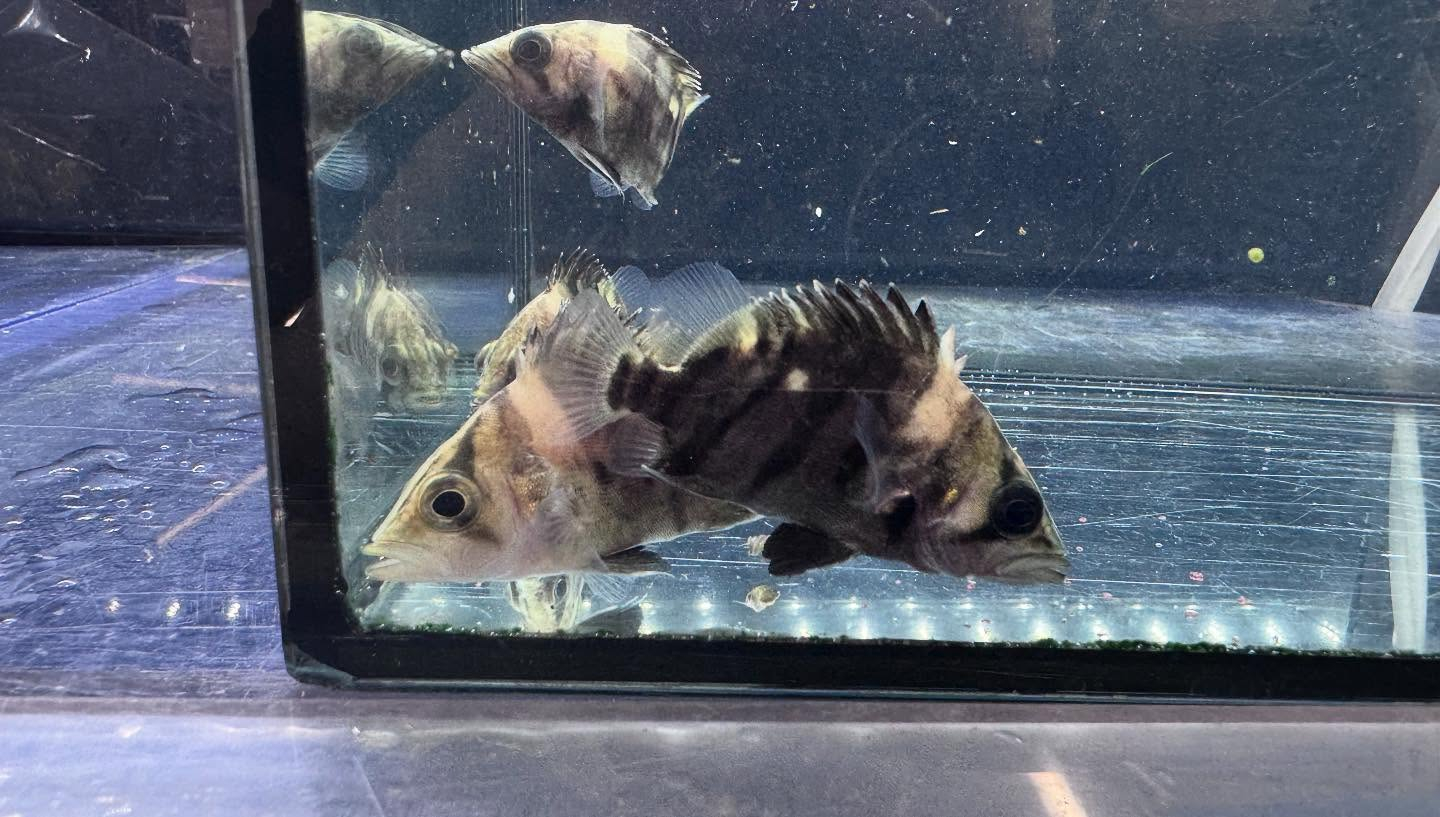 aquastyleg.base.shop/items/115...