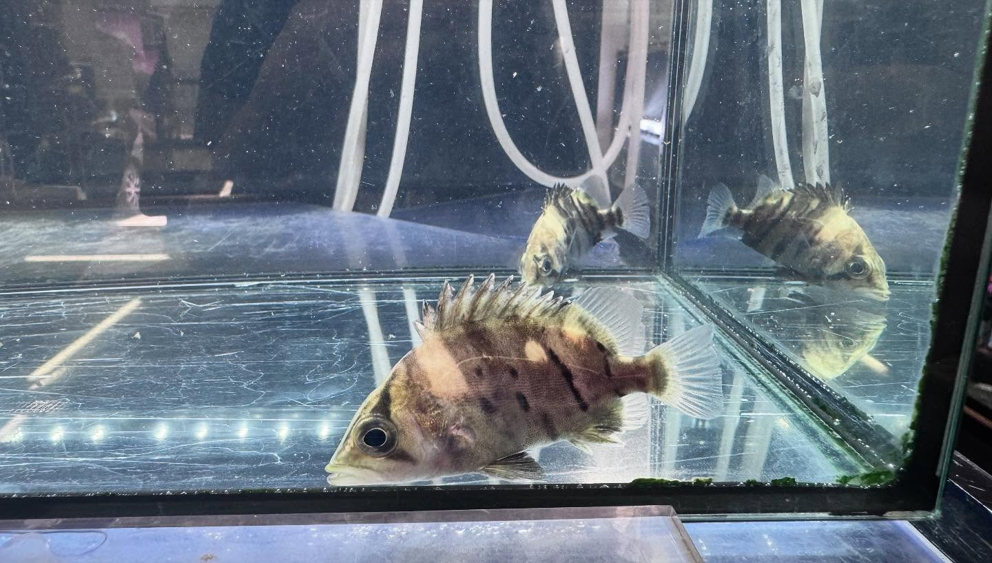 aquastyleg.base.shop/items/115...