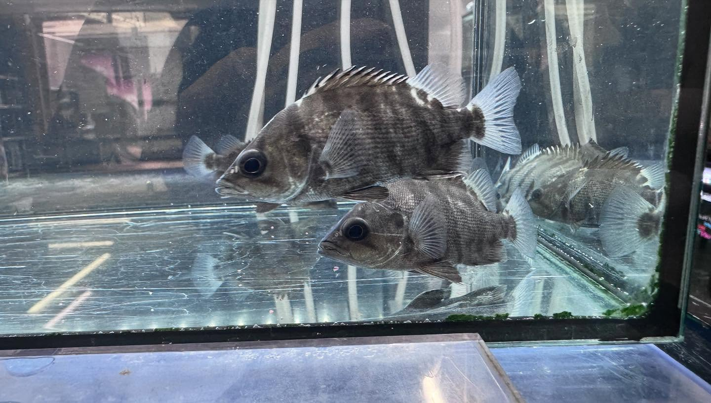 aquastyleg.base.shop/items/115...