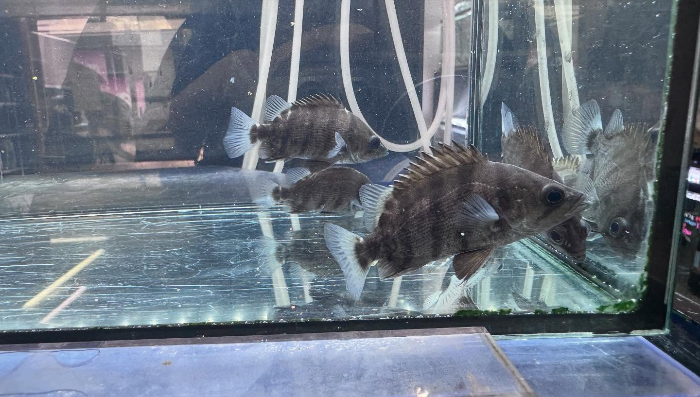 aquastyleg.base.shop/items/115...