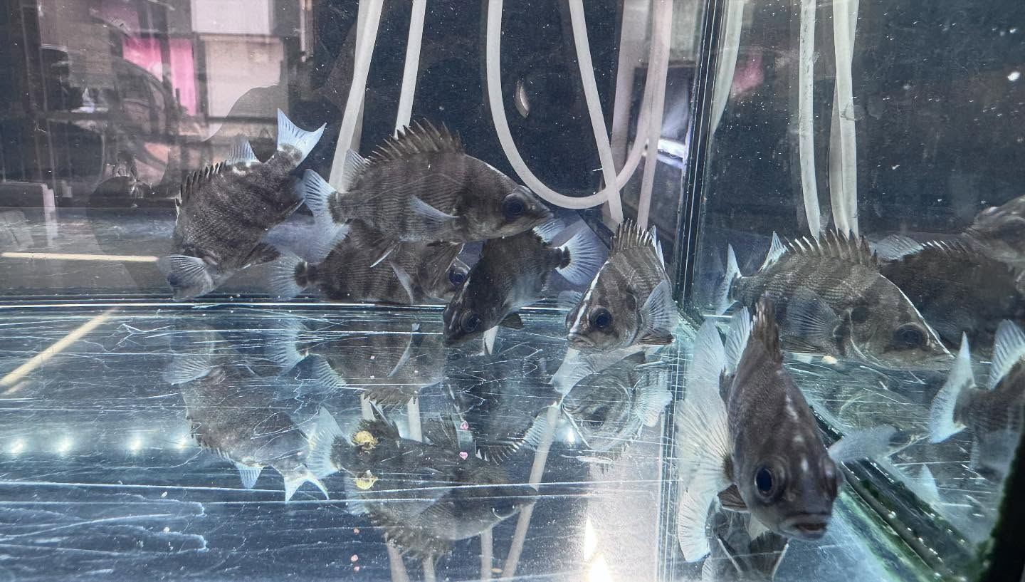 aquastyleg.base.shop/items/115...