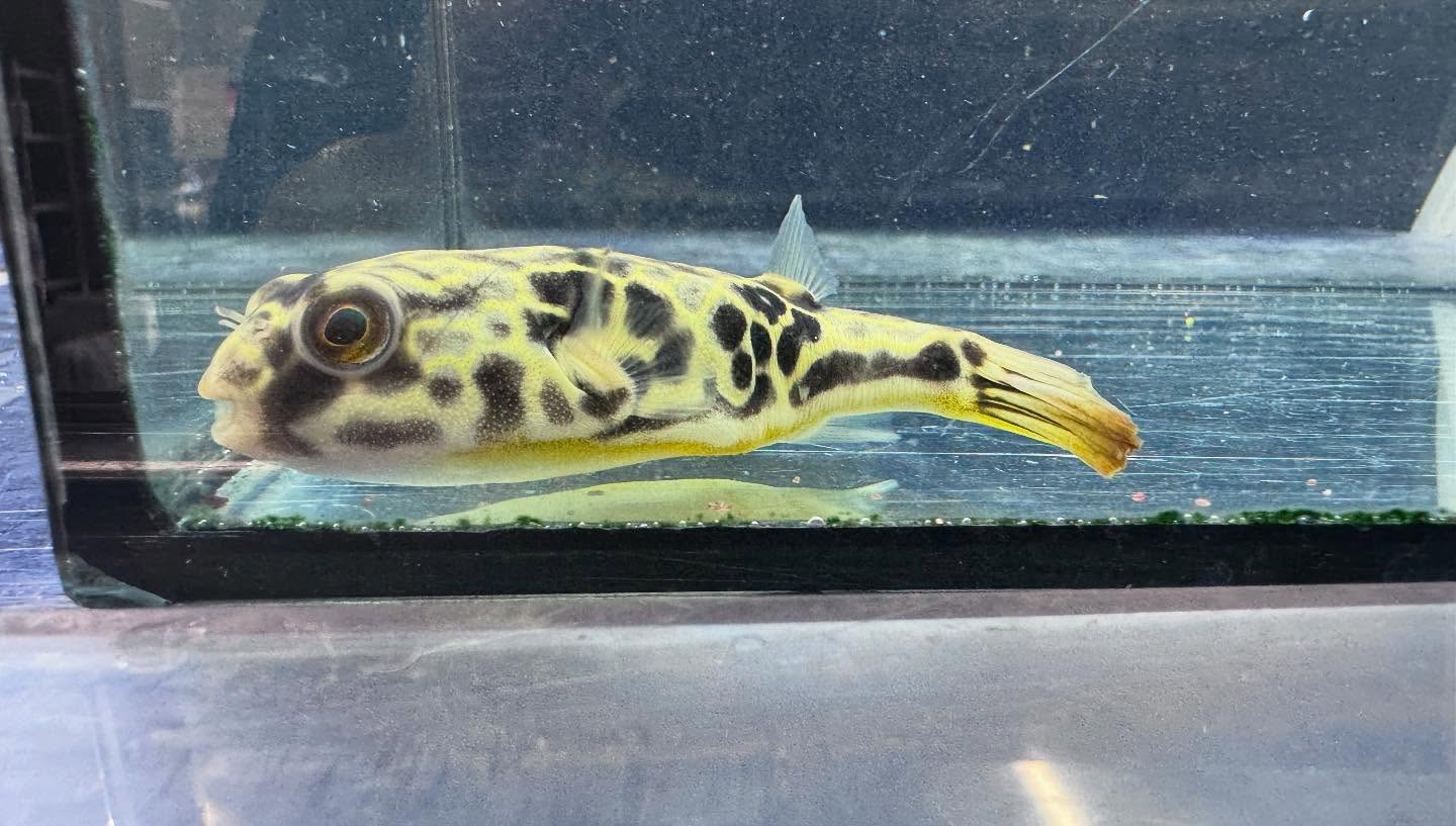 aquastyleg.base.shop/items/115...