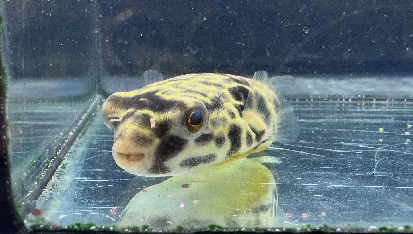 aquastyleg.base.shop/items/115...