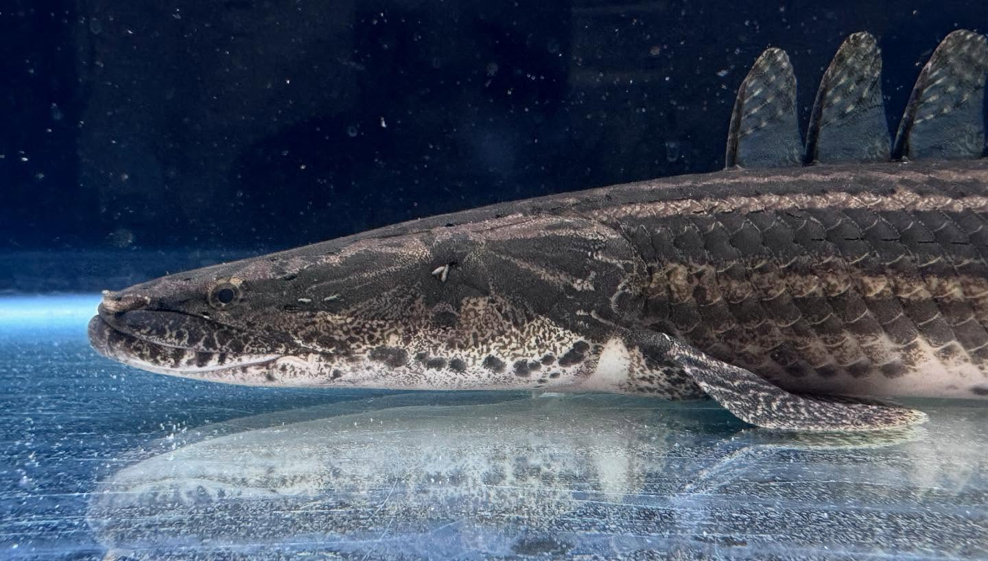 aquastyleg.base.shop/items/106...