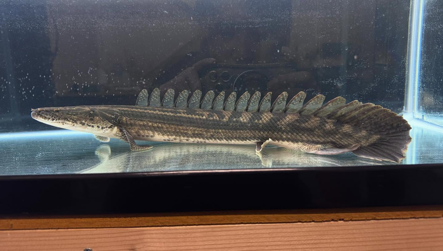 aquastyleg.base.shop/items/106...