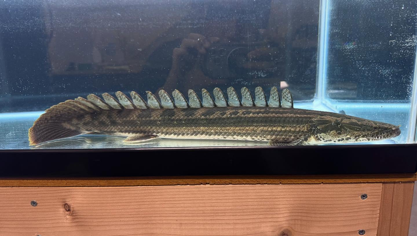 aquastyleg.base.shop/items/106...