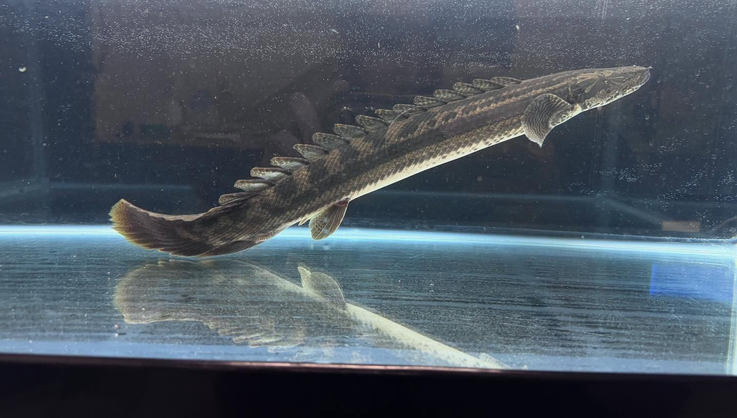 aquastyleg.base.shop/items/106...