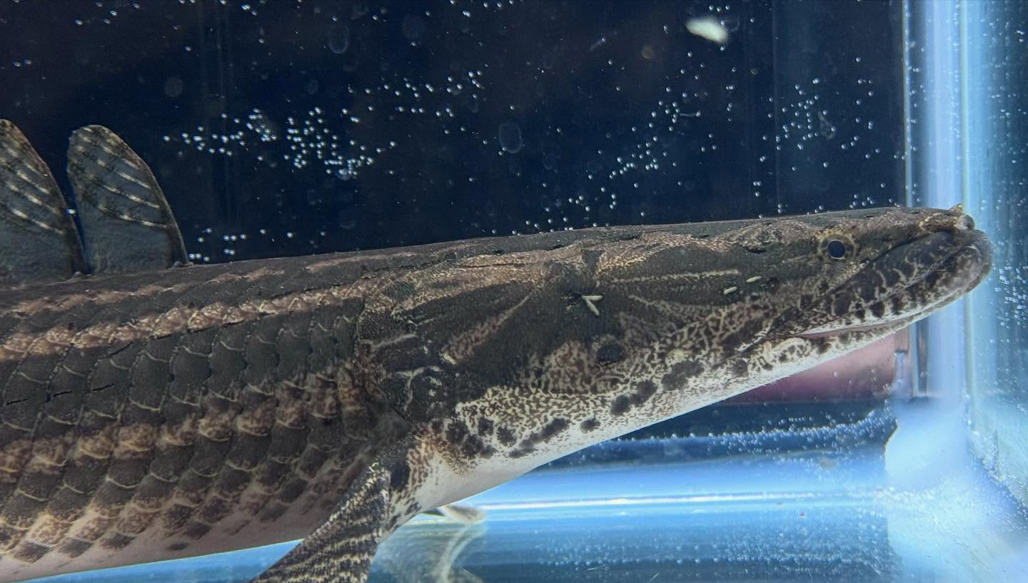 aquastyleg.base.shop/items/106...