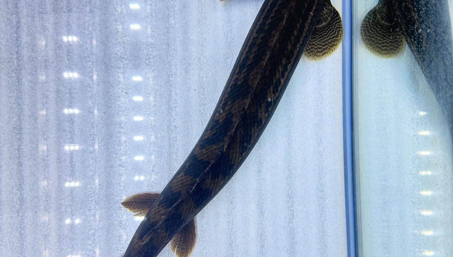 aquastyleg.base.shop/items/106...