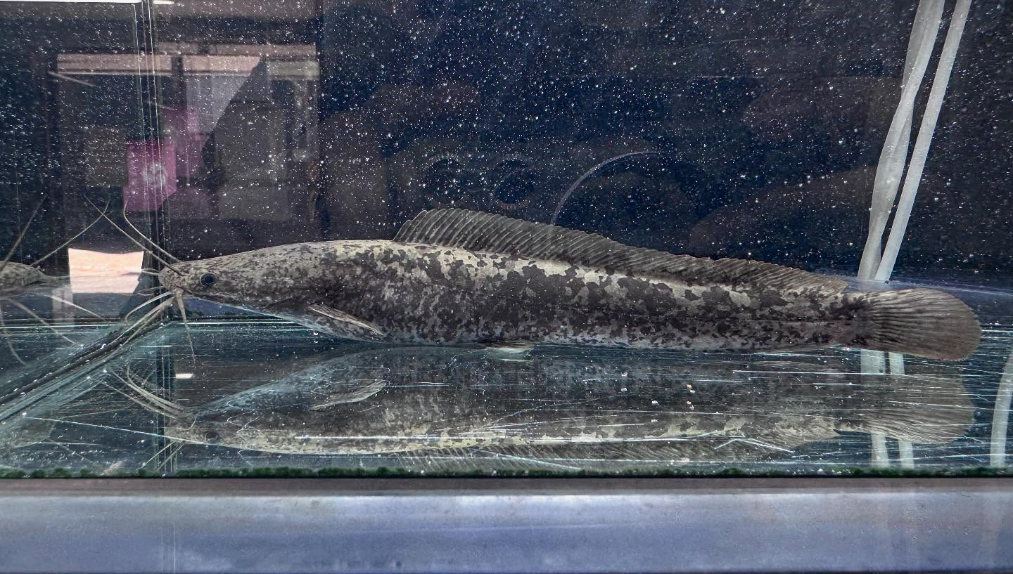 aquastyleg.base.shop/items/104...