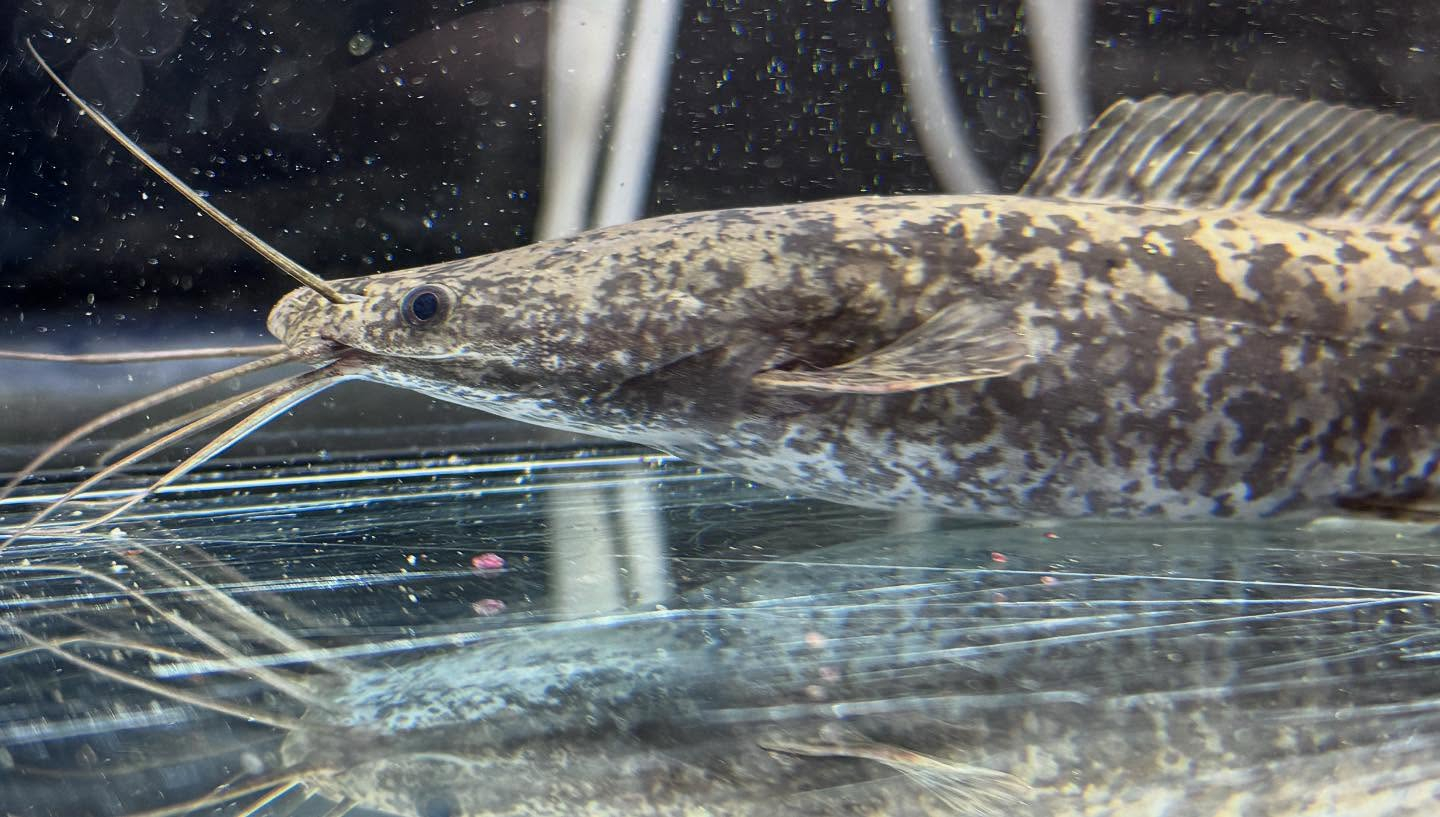 aquastyleg.base.shop/items/104...