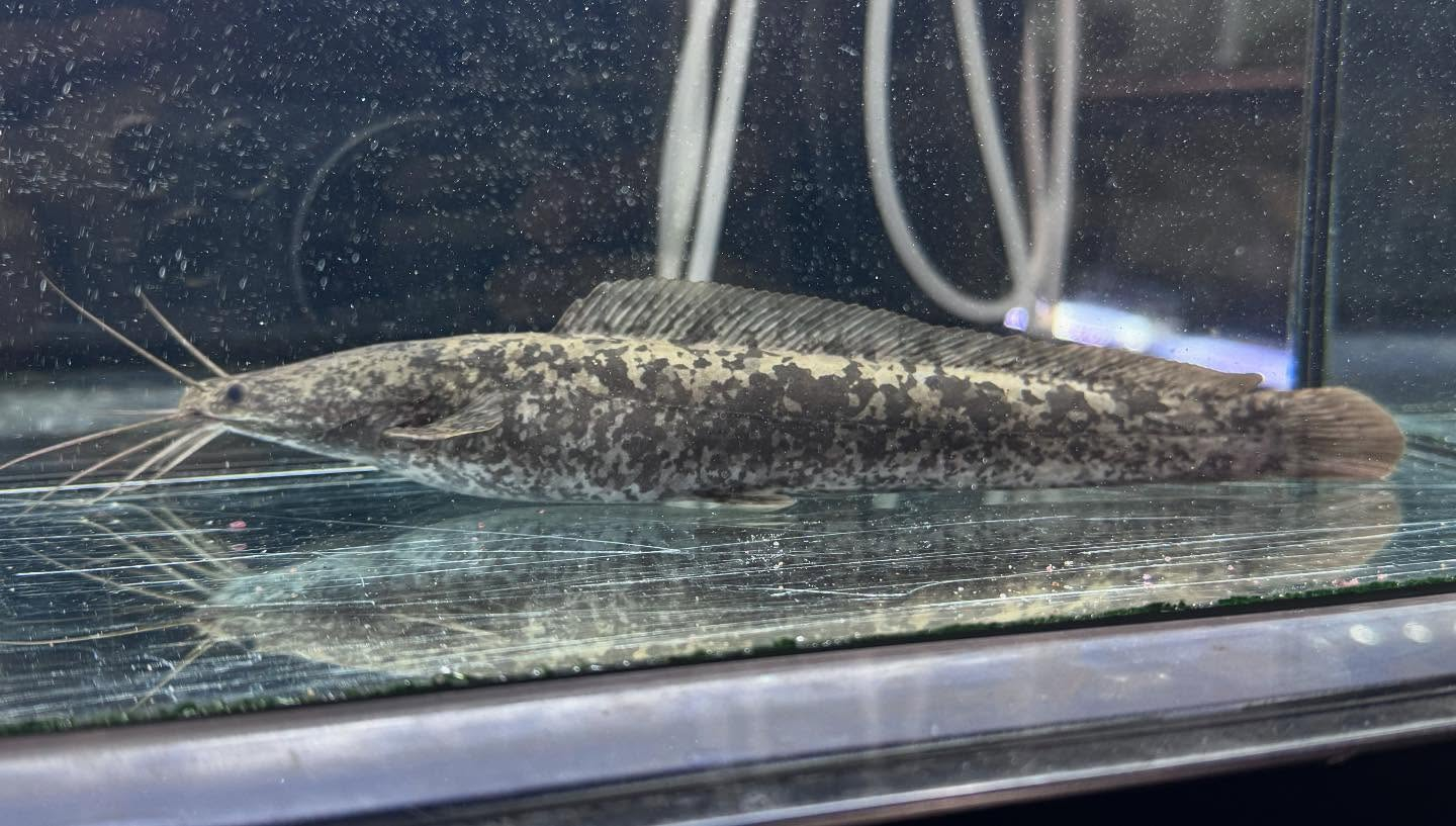 aquastyleg.base.shop/items/104...