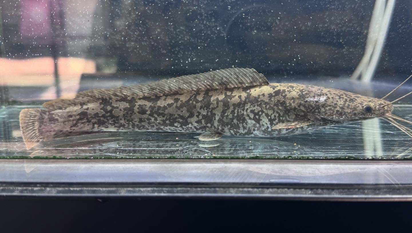 aquastyleg.base.shop/items/104...