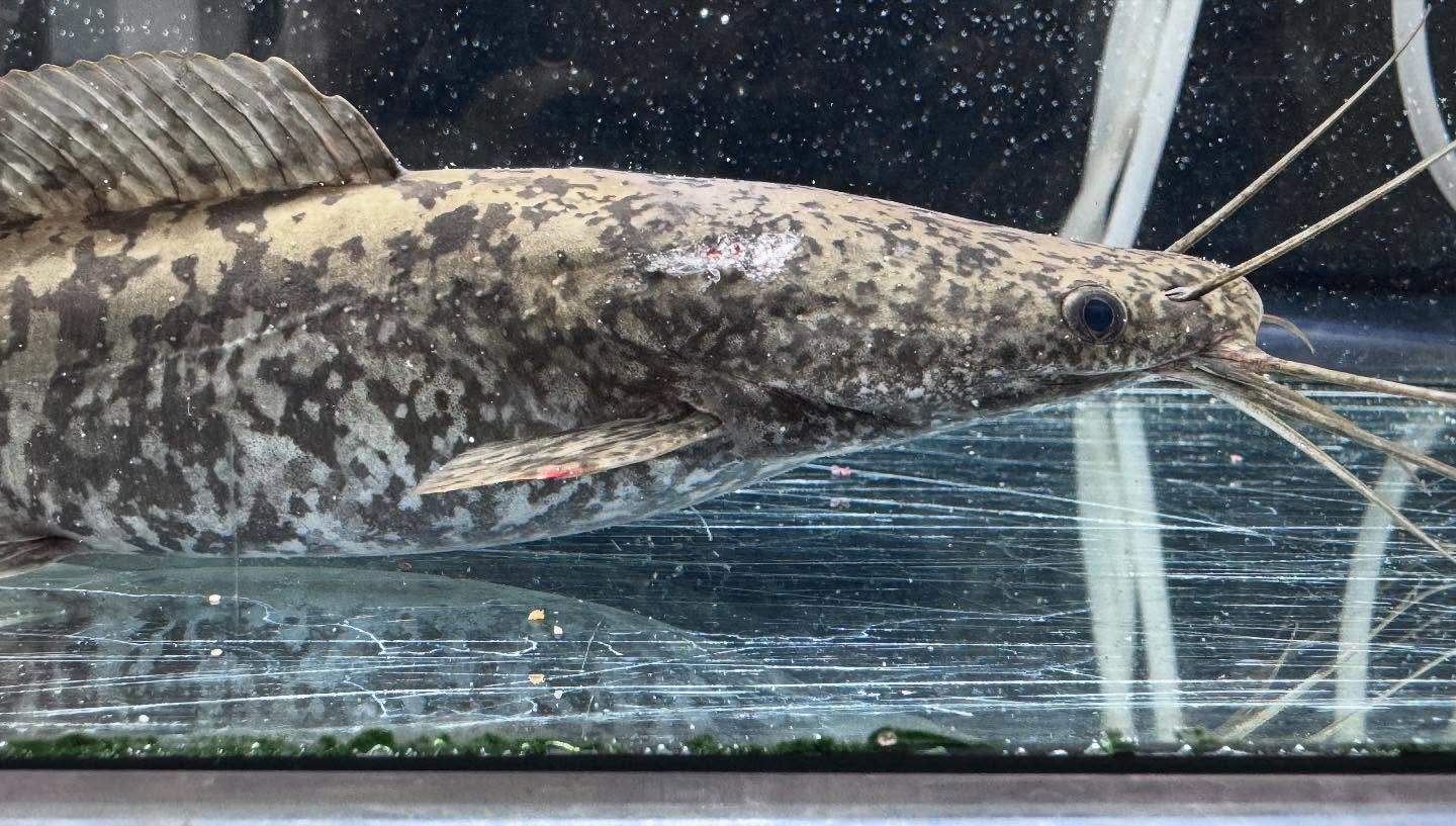 aquastyleg.base.shop/items/104...