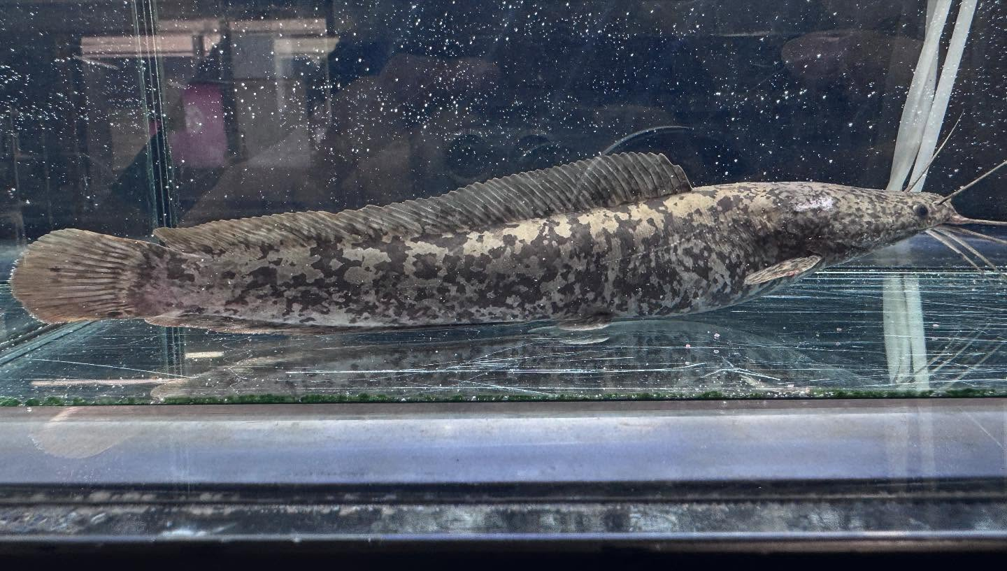 aquastyleg.base.shop/items/104...