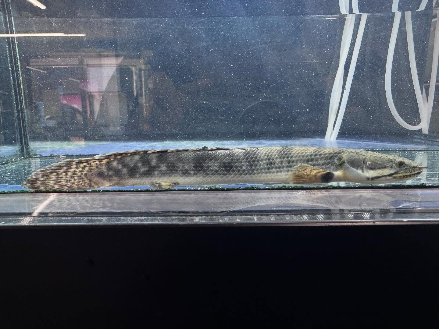 Po.ウィークシー