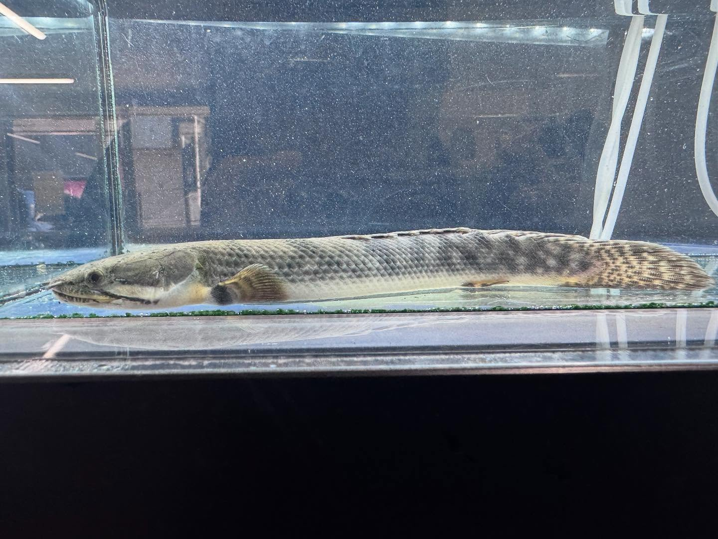 Po.ウィークシー