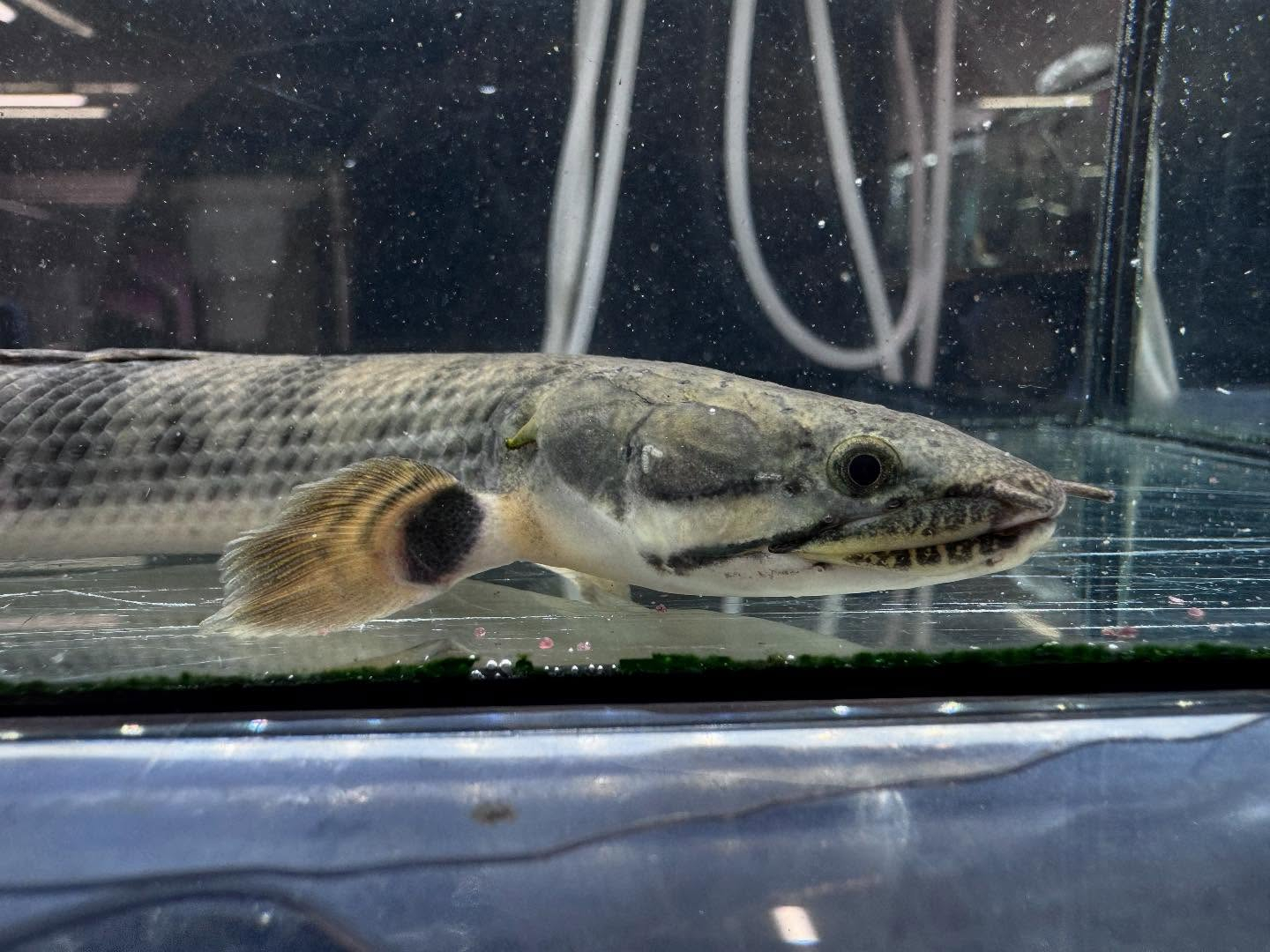 Po.ウィークシー