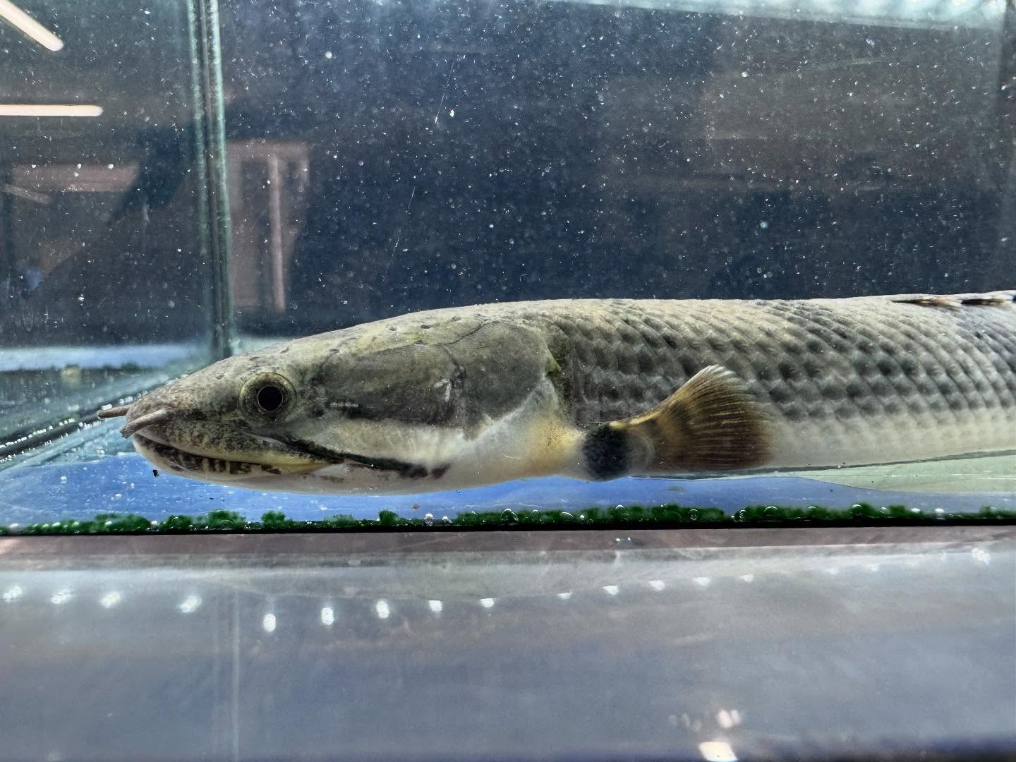 Po.ウィークシー