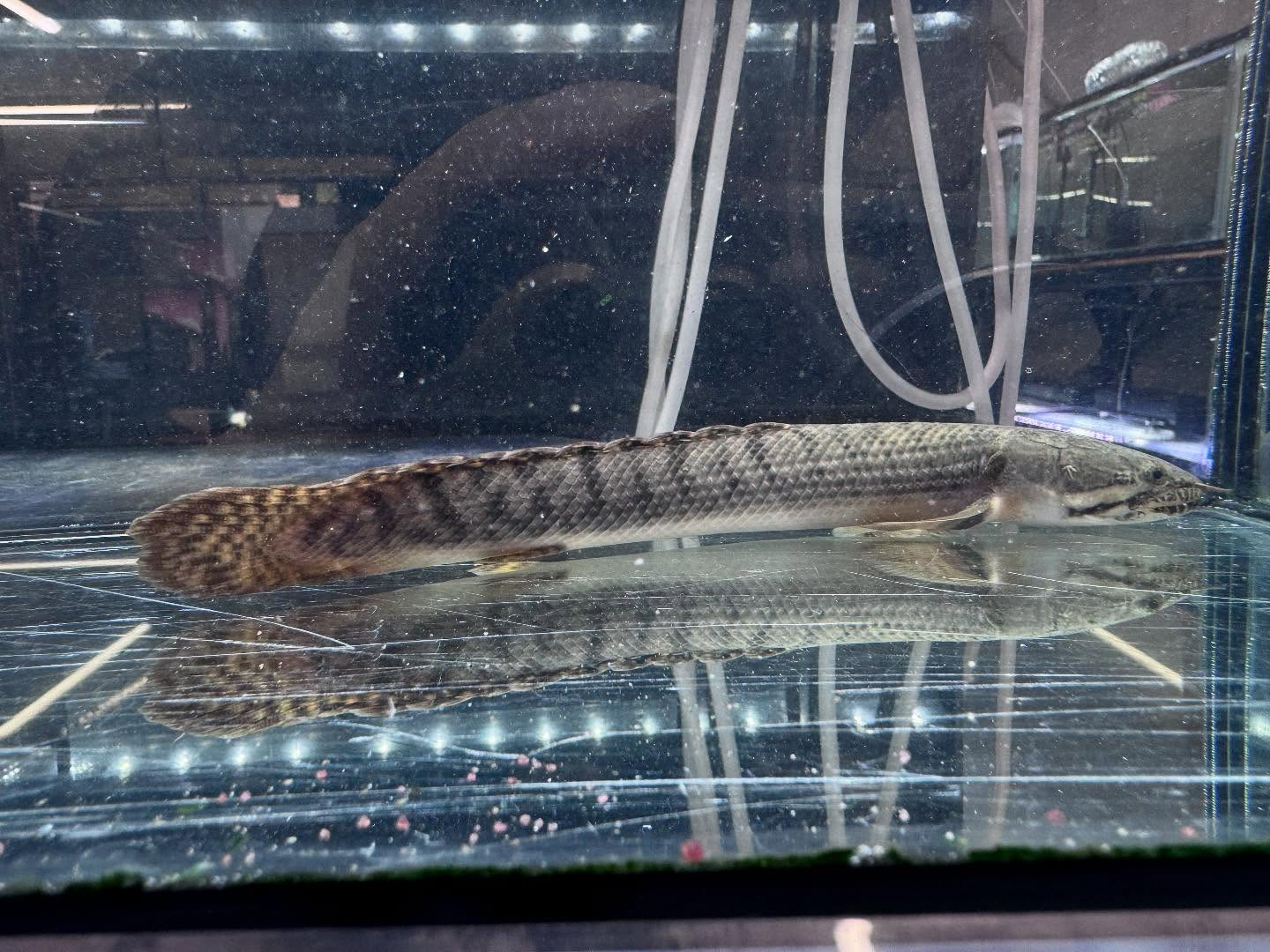 Po.ウィークシー