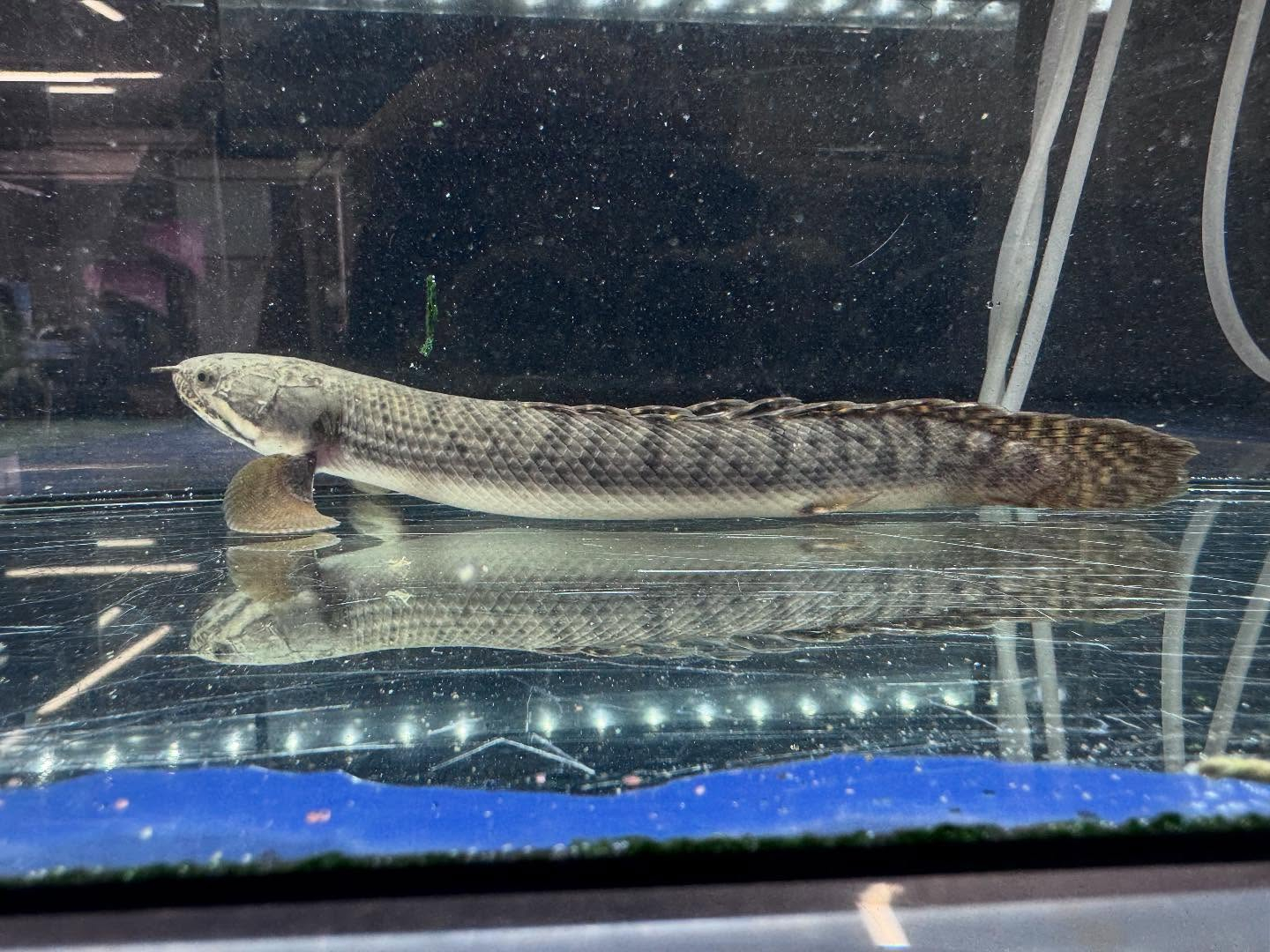 Po.ウィークシー