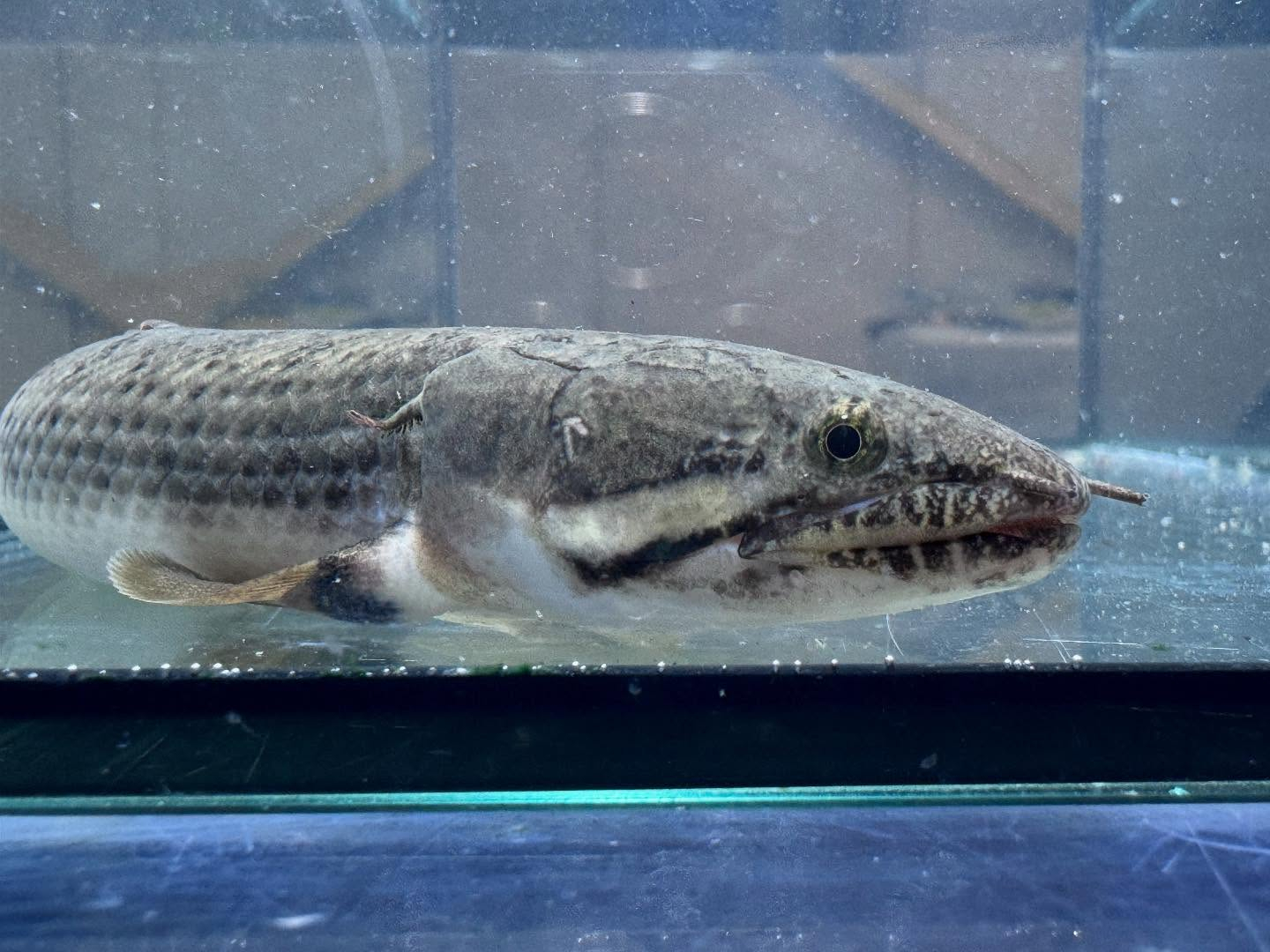 Po.ウィークシー