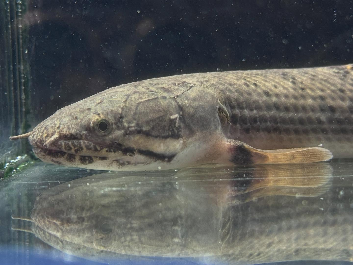 Po.ウィークシー