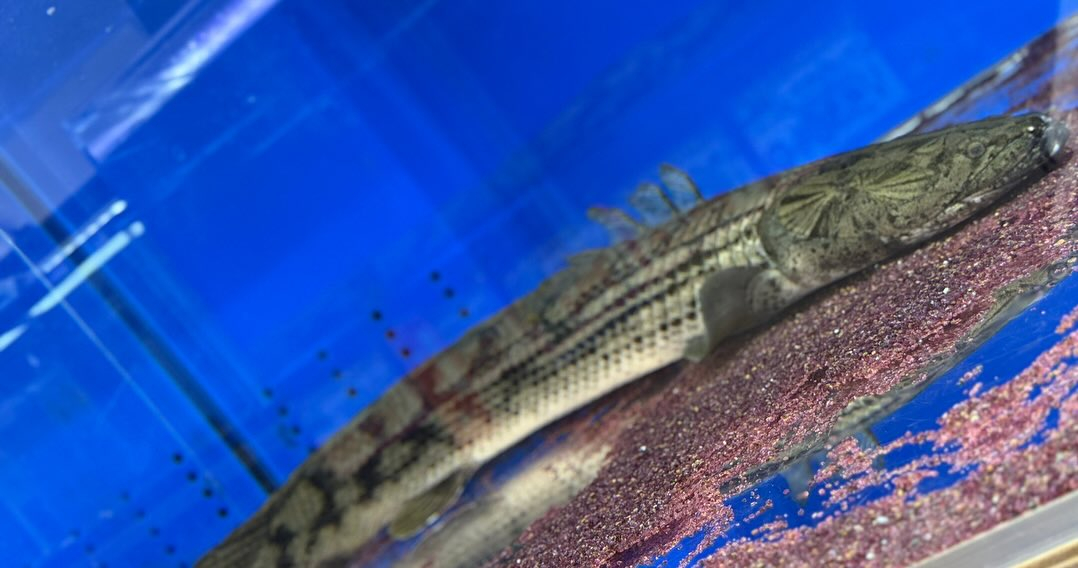 昨日マネージャーが生体引越しさせました✌️