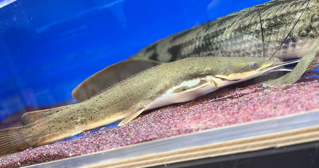 昨日マネージャーが生体引越しさせました✌️