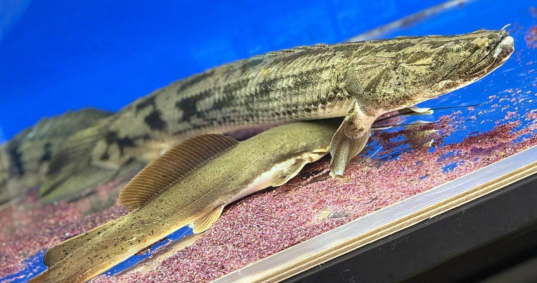 昨日マネージャーが生体引越しさせました✌️