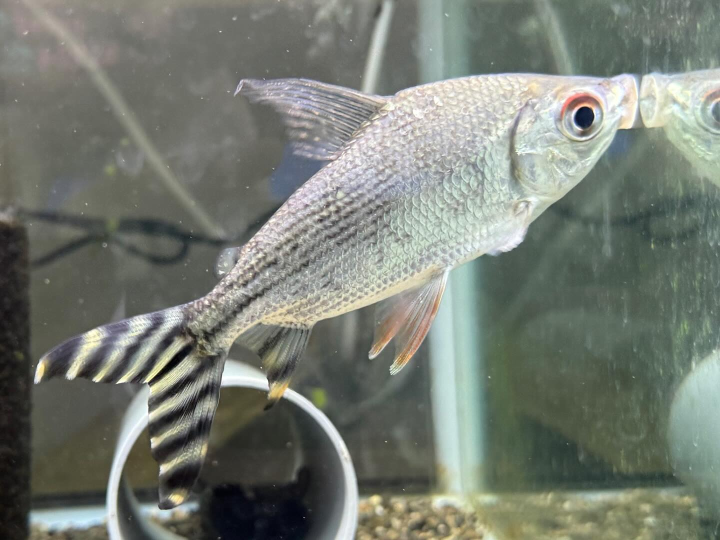 aquastyleg.base.shop/items/114...