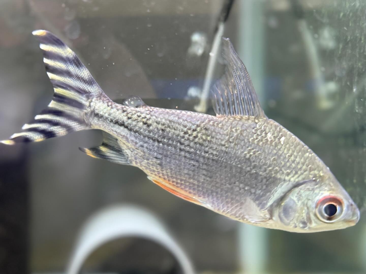 aquastyleg.base.shop/items/114...