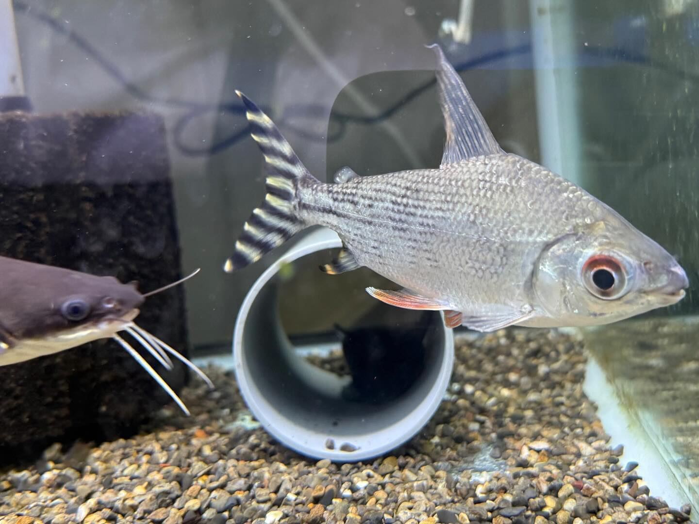 aquastyleg.base.shop/items/114...