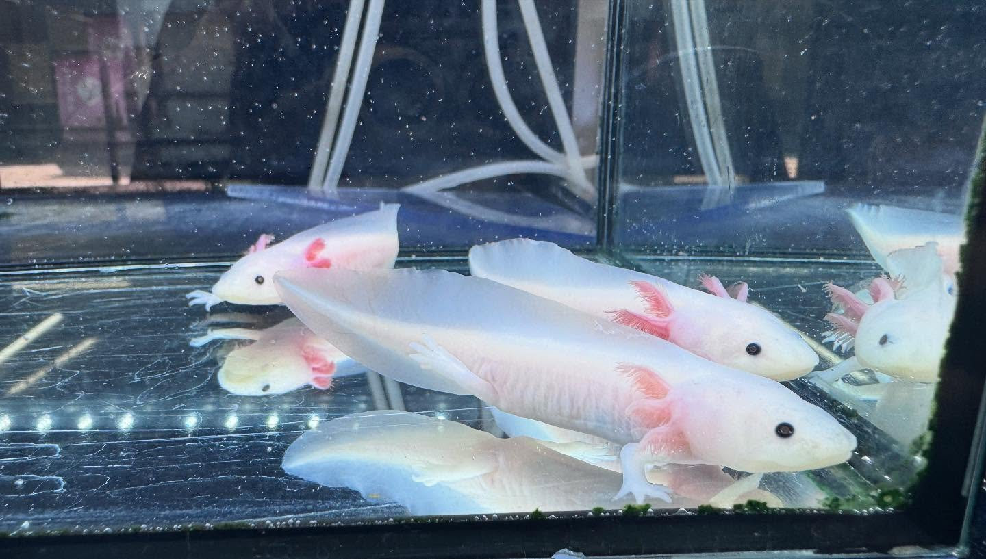 aquastyleg.base.shop/items/116...