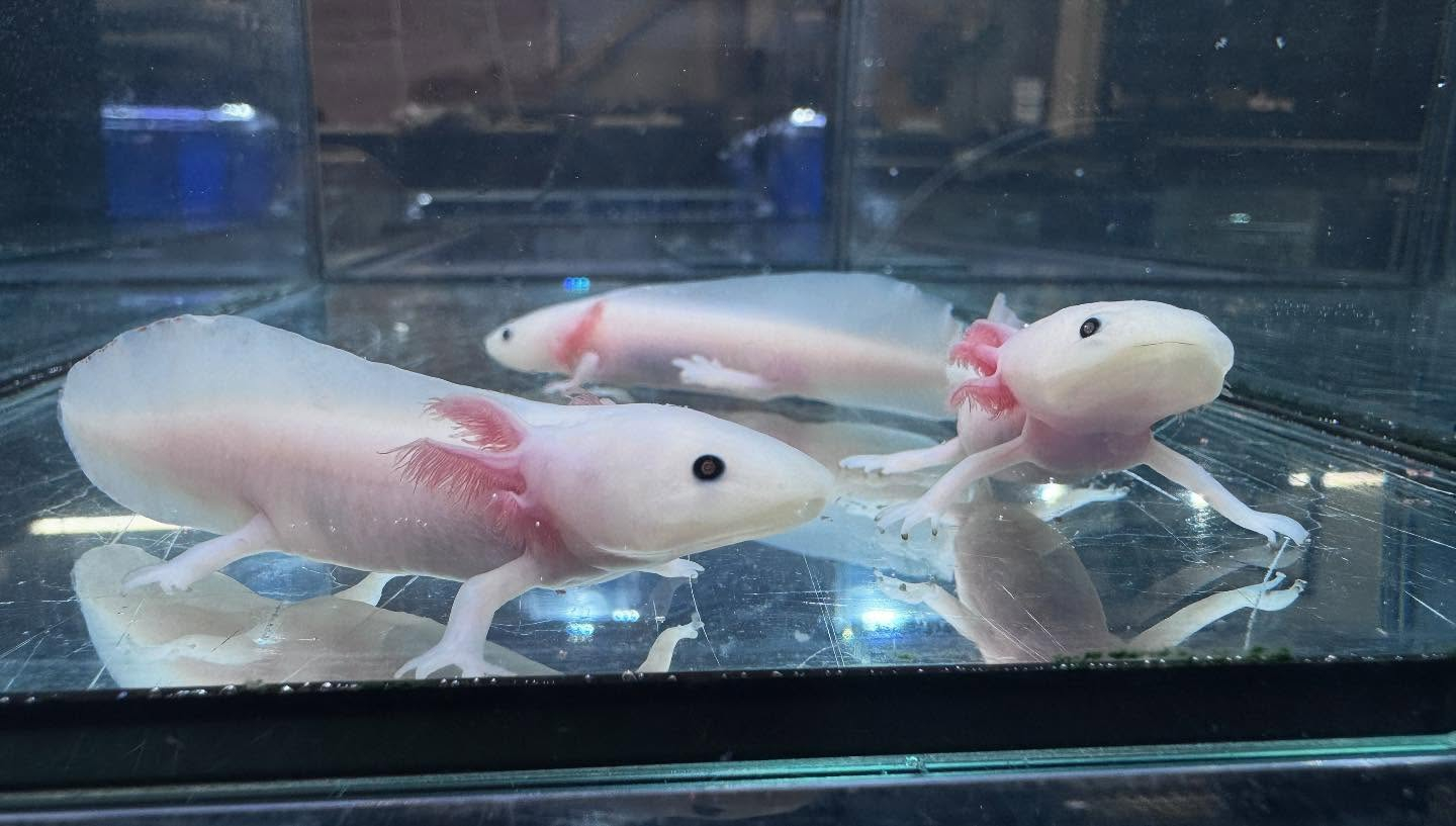 aquastyleg.base.shop/items/116...