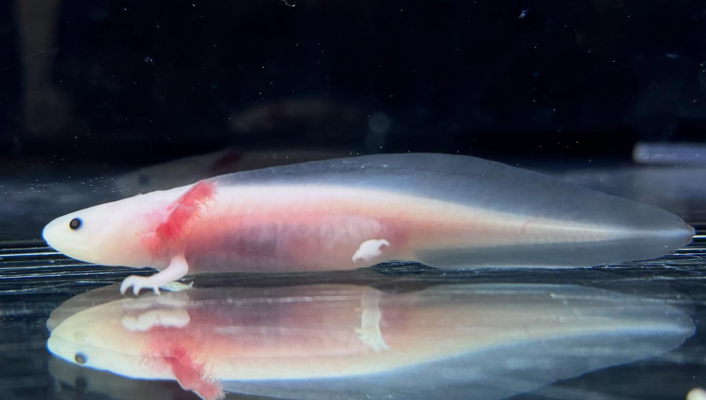 aquastyleg.base.shop/items/116...