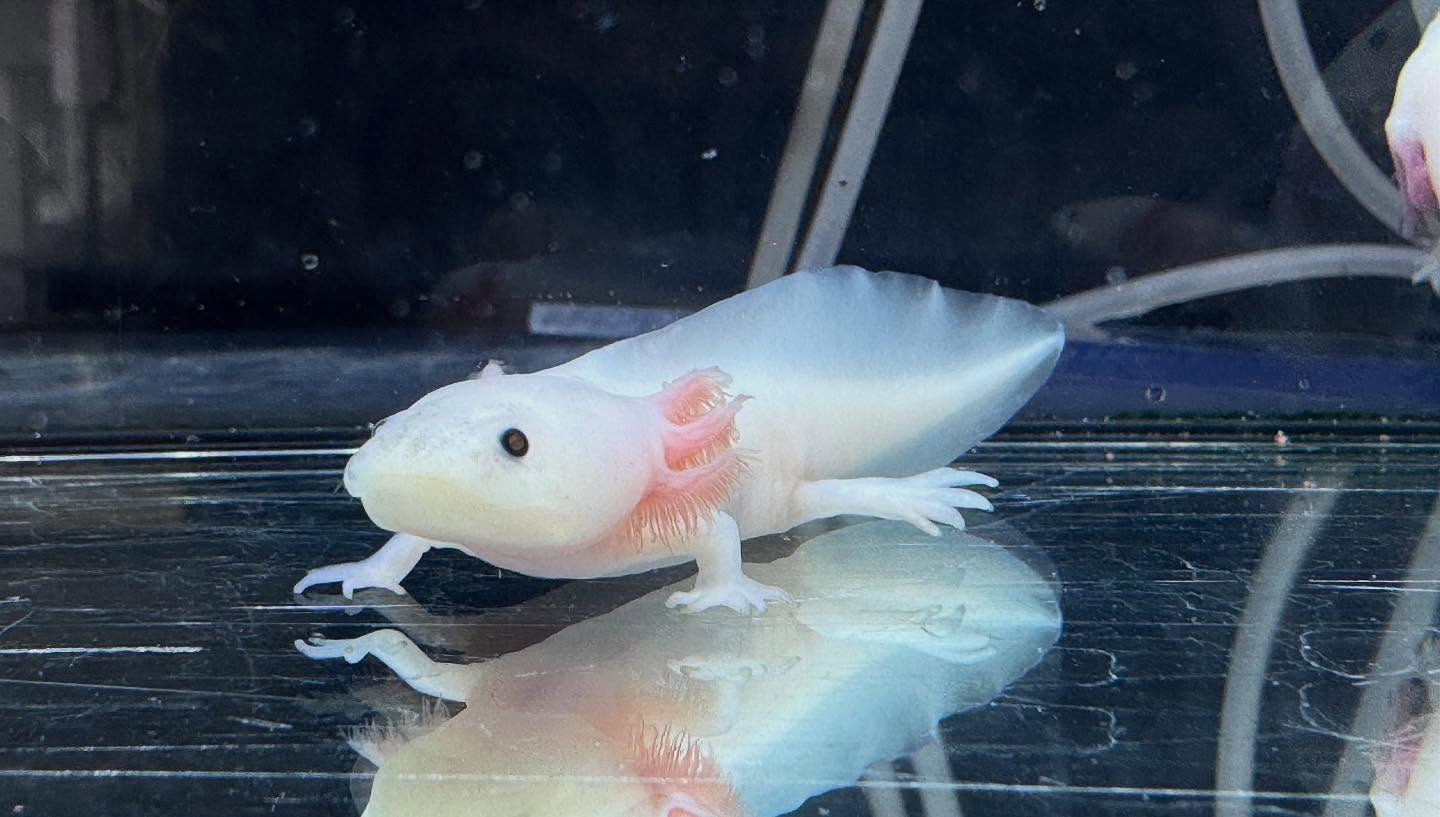 aquastyleg.base.shop/items/116...