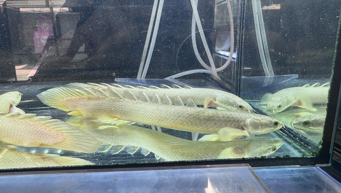 aquastyleg.base.shop/items/116...