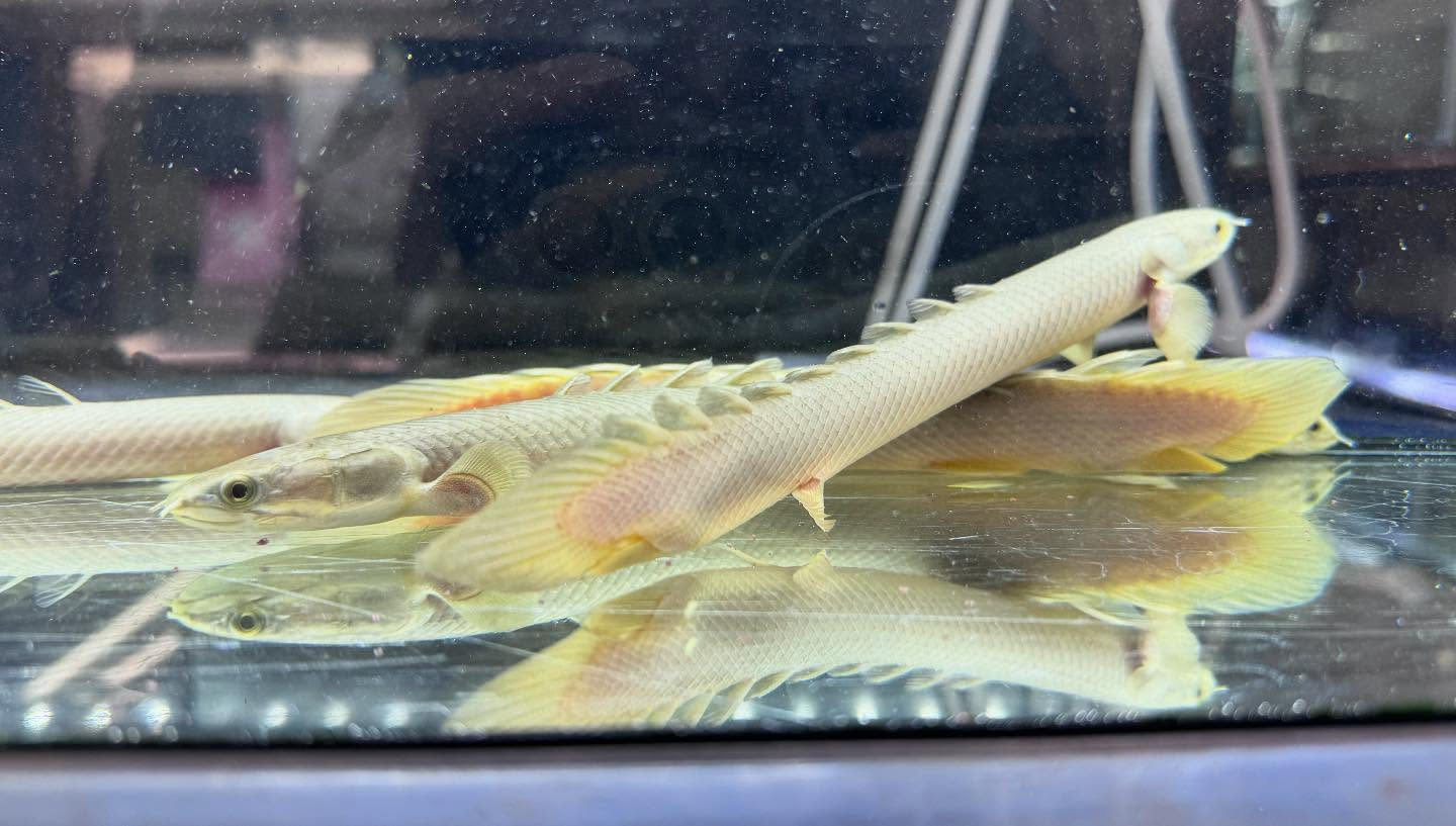 aquastyleg.base.shop/items/116...