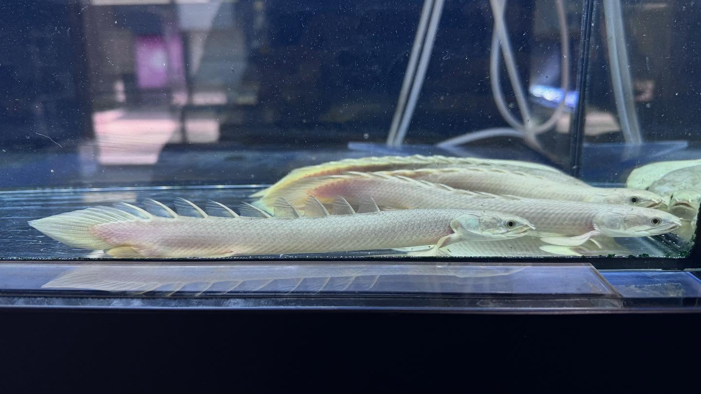 aquastyleg.base.shop/items/116...