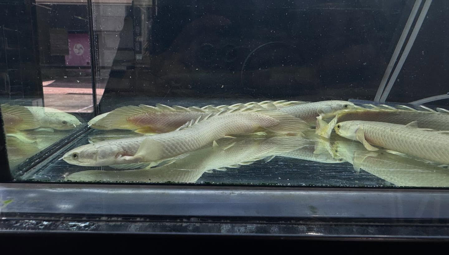 aquastyleg.base.shop/items/116...