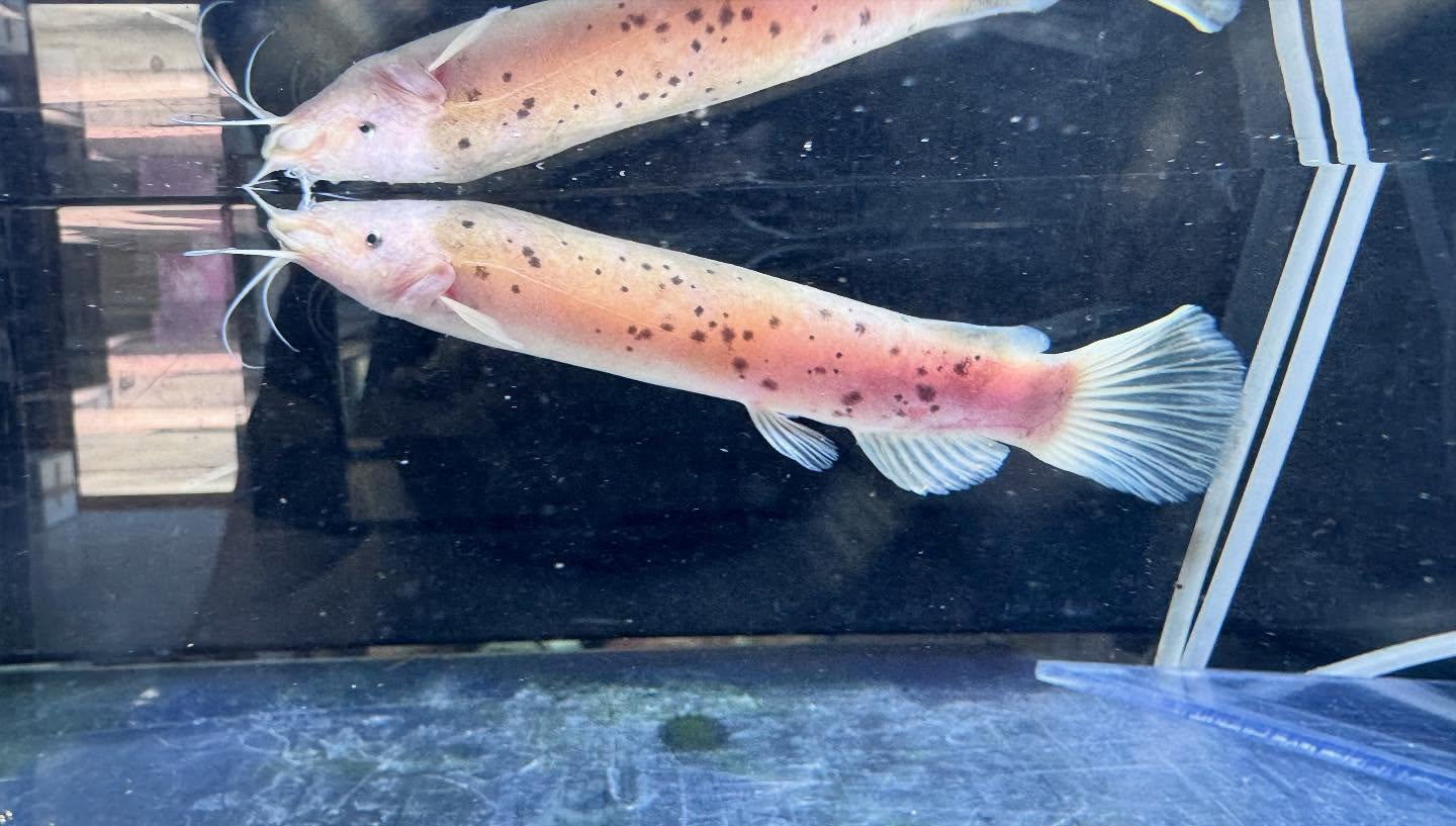 aquastyleg.base.shop/items/116...