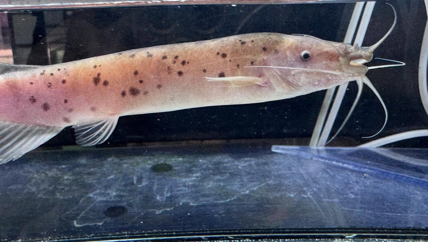 aquastyleg.base.shop/items/116...