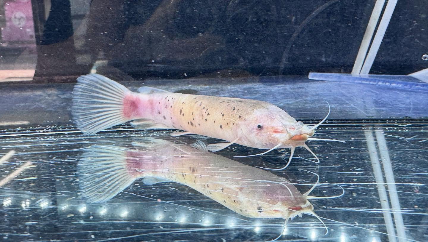 aquastyleg.base.shop/items/116...