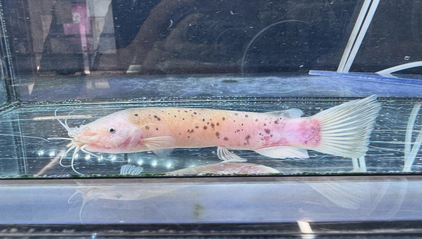 aquastyleg.base.shop/items/116...