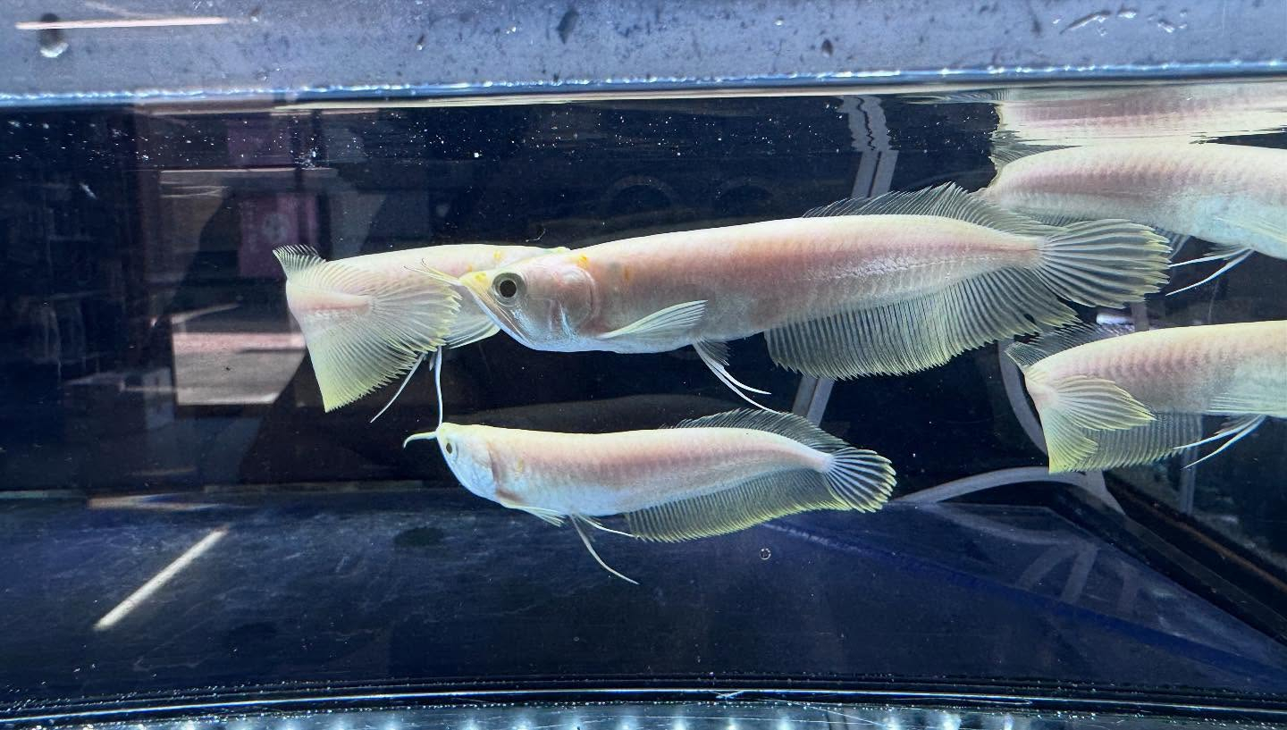 aquastyleg.base.shop/items/116...