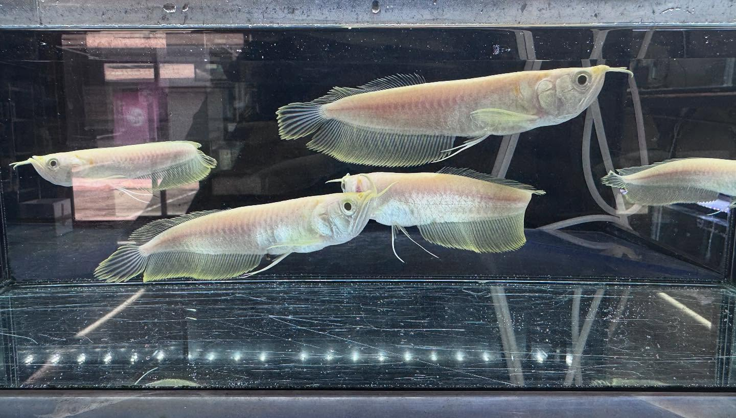 aquastyleg.base.shop/items/116...